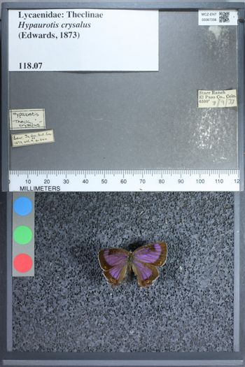 Media type: image;   Entomology 67356